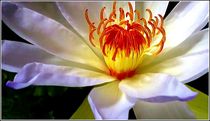 Zauberhafte Blüte by bilddesign-by-gitta