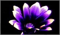 Lila Blüte von bilddesign-by-gitta