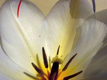 Tulpe by Birgit Knodt