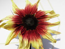 Sonnenblume von Birgit Knodt