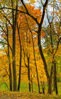 Magical Forest by John Bailey