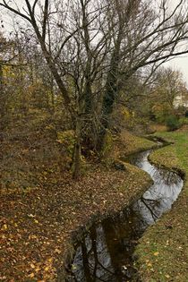 Bachlauf von leddermann