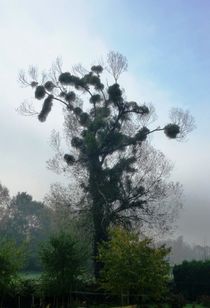 'Ascending Fog' von Juergen Seidt