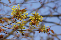 Ahornknospen, maple buds by Sabine Radtke