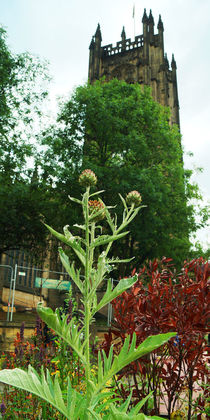 Distel und Kathedrale by Sabine Radtke