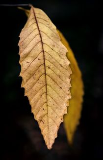 Leaves von Jeremy Sage