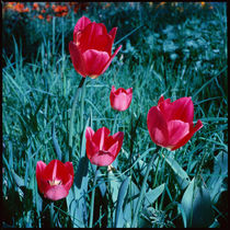 Frühling. Rote Tulpen im Gras. von li-lu