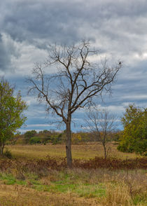 The Changes Of Nature by John Bailey