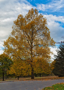 The Golden Tree by John Bailey