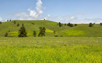 Rangelands Of Custer State Park by John Bailey
