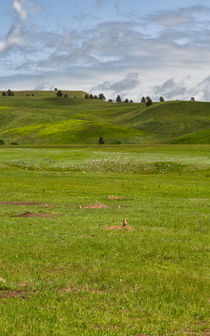 Prairie Dog Town by John Bailey