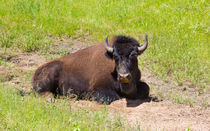 Bison In The Dust von John Bailey