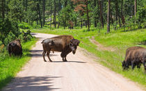 Bison Blocking The Road von John Bailey