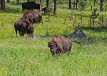 Bison Friend by John Bailey