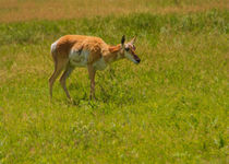 Portrait Of A Young Pronghorn by John Bailey