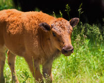 Young Bison by John Bailey