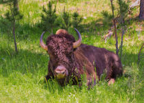 A Resting Bison by John Bailey