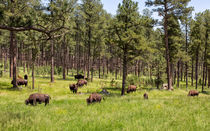 Lazily Grazing Bison von John Bailey