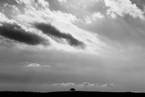 Baum am Horizont von Boris Eisele