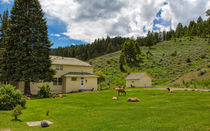 Elk Relaxing At Mammoth In Yellowstone by John Bailey