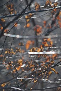 Elfenwald... 5 von loewenherz-artwork