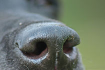 Black Nose by toeffelshop