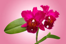 Orchidee Cattleya - orchid von monarch