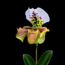 Orchidee Paphiopedilum-Frauenschuh-orchid von monarch