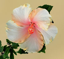 Eibisch - Hibiskus - Hibiscus by monarch