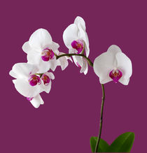 Orchidee Phalaenopsis - orchid by monarch