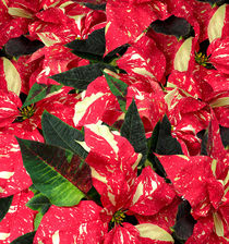 Weihnachtsstern - Poinsettia by monarch