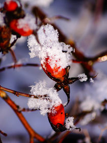 Hagebutten mit Schneemütze by Sabine Radtke