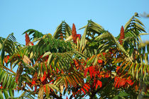 Essigbaum im Herbstkleid von Sabine Radtke