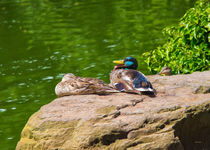 Pair Of Mallard Ducks Enjoying The Golden Gate Park by John Bailey