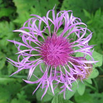 Bergflockenblume von Susanne Winkels