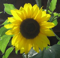 Kornelias Sonnenblume von Susanne Winkels