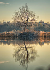 The alone tree by Giordano Aita