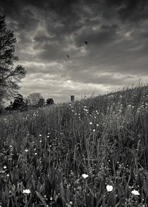 swallows on meadow von Giordano Aita