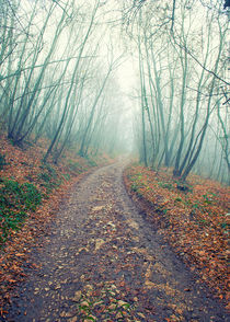 Path in the foggy wood von Giordano Aita