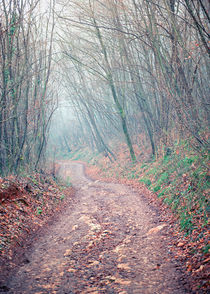 Path in the foggy wood von Giordano Aita