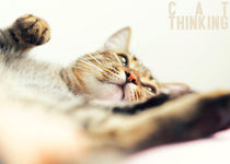 Cat thinking by Giordano Aita