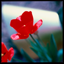 Rote Tulpe. by li-lu