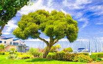 Twisted Trunk At Pier 39 by John Bailey