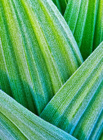 Frosty Corn Lilly von Stephen Weaver