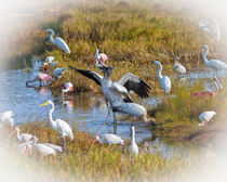 A Woodstork Duet von John Bailey