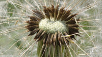 Macro Pusteblume von Jörg Erler