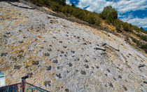 Dinosaur Tracks von John Bailey