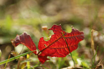 Rotes Blatt im Gras von toeffelshop