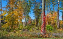 Delightful Forest by John Bailey