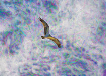 Soaring Osprey by John Bailey